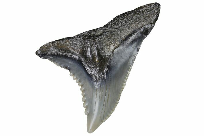 Serrated, Fossil Shark (Hemipristis) Tooth #178570